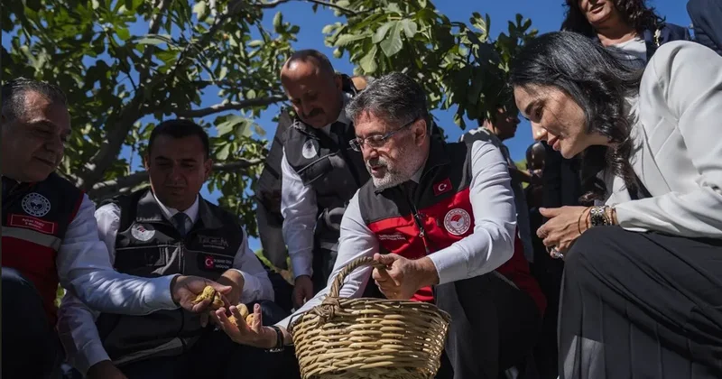 Türkiyə dünya əncir istehsalında birinci yerdədir
