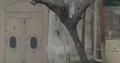 Yasamalda qurumuş ağac təhlükə saçır: Bir az güclü külək olsa, kiminsə üstünə aşacaq