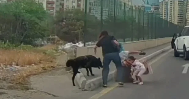 Bakıda sahibsiz it qadınlara və azyaşlılara hücum çəkdi ANBAAN VİDEO