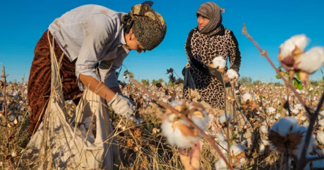 “AQRAR SEKTORDA 100 MİNLƏRLƏ QEYRİ FORMAL İŞÇİ VAR...” “Asan və çevik mobil tətbiq yaradılmalıdır”