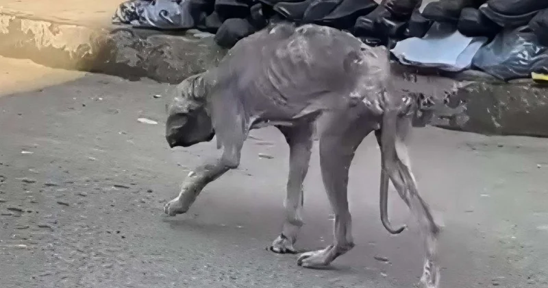 Bakıda bu heyvan görənləri şok etdi VİDEO
