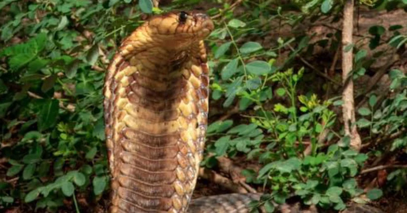 Danimarkalı alimlər zəhərli ilan sancmalarına qarşı universal bir vasitə hazırlayıblar