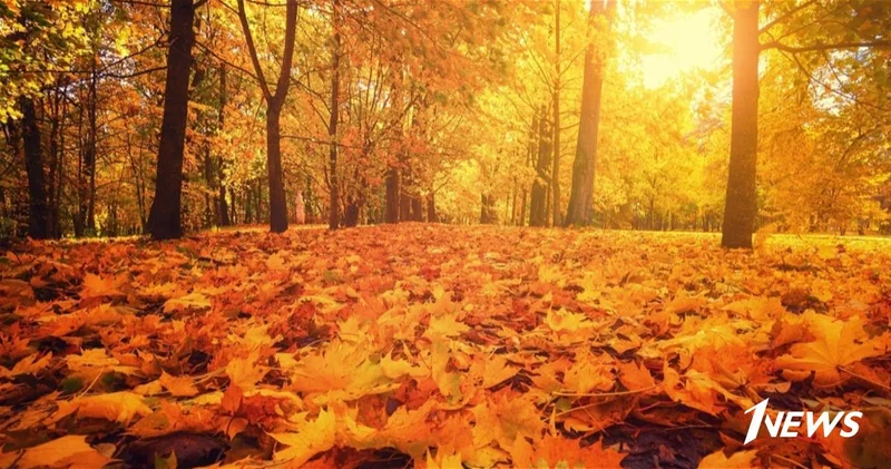 От +24 до первых заморозков: Опубликован прогноз на ноябрь по Азербайджану