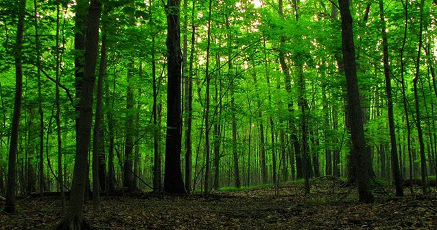 Qusarda meşəbəyi həbs edildi Rüşvətdə ittiham olunur