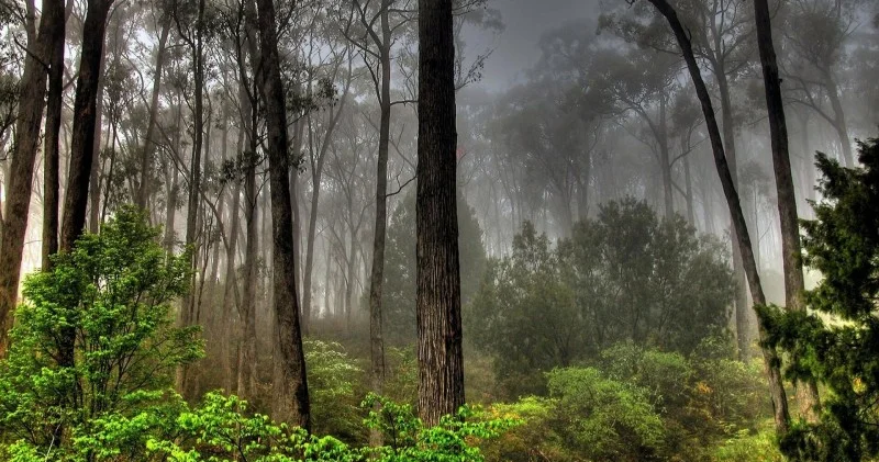 Meşəbəyi rüşvətə görə HƏBS EDİLDİ