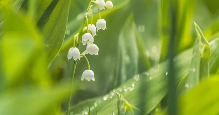 Şəxsiyyət TESTİ: Mühafizəkarsınız, yoxsa macəraçı? Bu ağ çiçəklər həqiqəti aşkarlayacaq