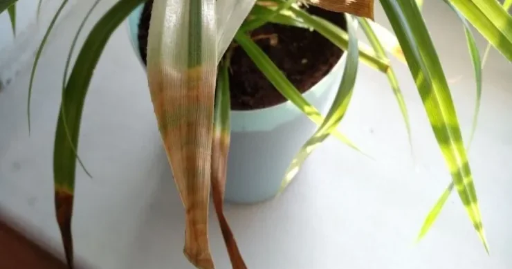 Ev bitkilərinin yarpaqları niyə saralır? Onları xilas etməyin yolu