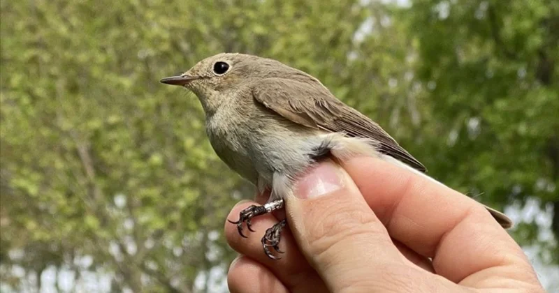 TikTok un yeni trendi "quş sınağı" Münadibətdən xəbər verir