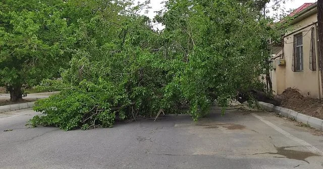 Bir ovuc nəfəs... Təbiəti qorumaq, ağac böyütmək insanın yaşaması üçün ən dəyərli öhdəlikdir Video