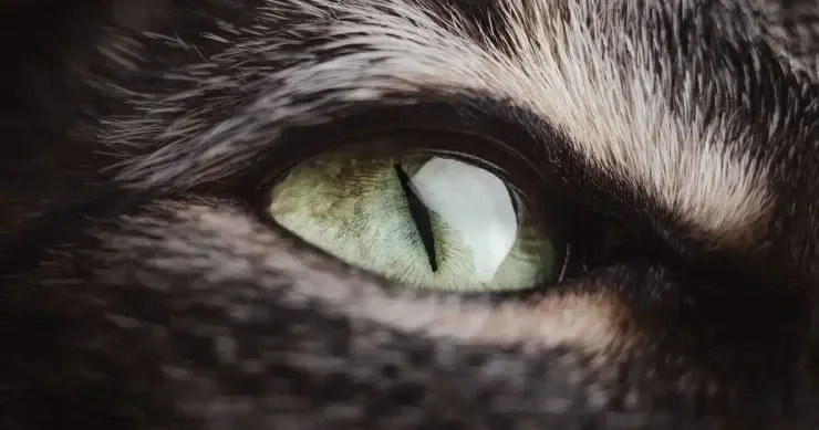 Pişiklər sahiblərinin evə gəlmək üzrə olduğunu necə hiss edirlər