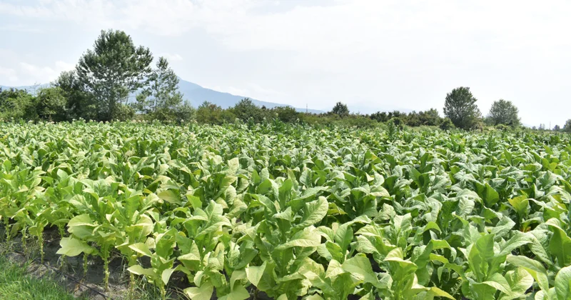 “Azərtütün”ün emal məntəqələri indiyədək fermerlərdən 14 min tondan çox yaş tütün qəbul edib