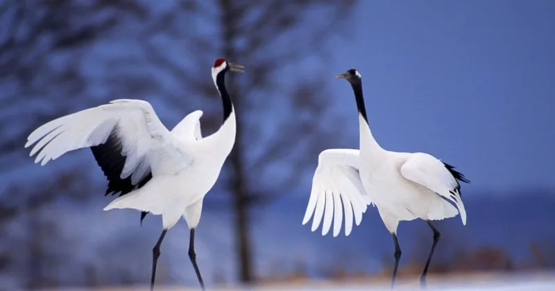 Bundan sonra durnalara mahnılar bəstələnib, şeirlər yazılmayacaq: Təhlükə saçırlar!
