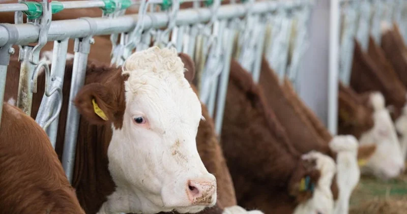 Qorxan gözə çöp düşər...