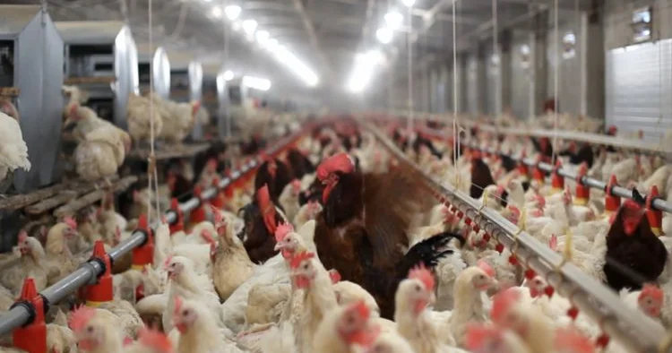 Ekoloji təmiz quş əti istehsalı bazarda nə dərəcədə yayılıb? ARAŞDIRMA