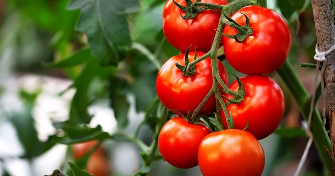 Azərbaycan pomidor ixracından 157 mln. dollar qazanıb