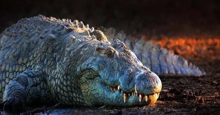 İndoneziyada timsah fəhləni çaya sürükləyib