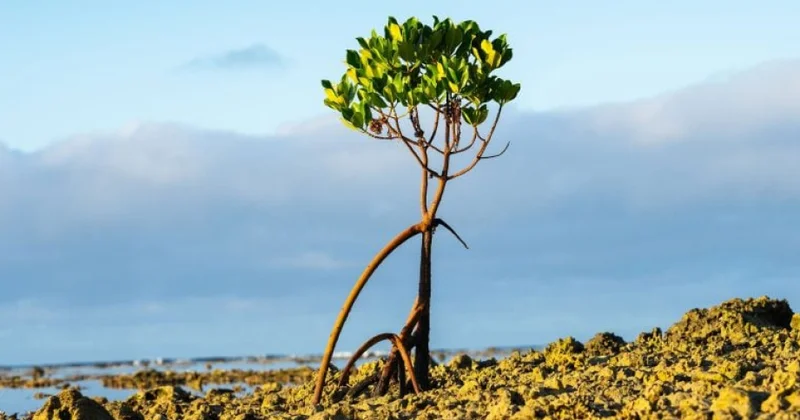 Surtseyin “pionerlər”i müəyyənləşib