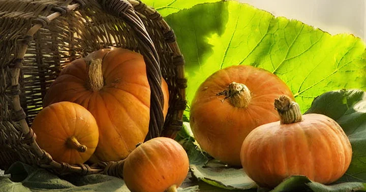 Учёные рассказали, почему тыквы и кабачки поглощают вредные вещества из почвы