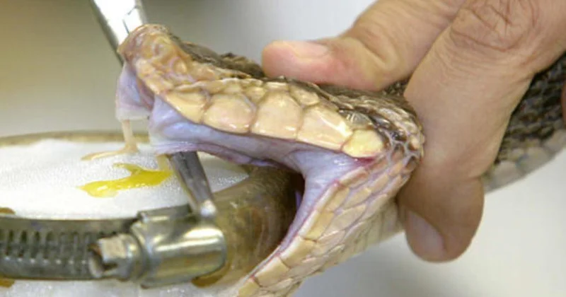 Alimlər ilan zəhərinə qarşı geniş spektrli yeni antidot hazırlayıb