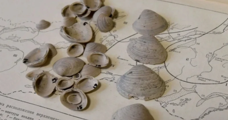 Alimlər qədim molyuskların yeni növünü tapdılar