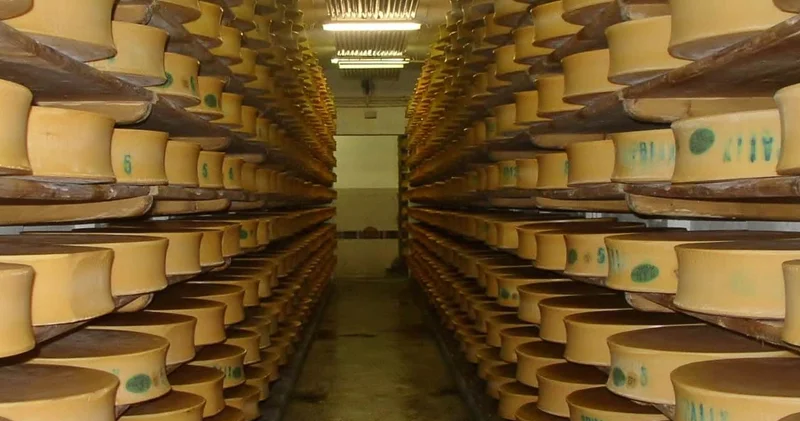 ABŞ yerin altında 600 milyon kq dan çox pendir saxlayır: Səbəb nədir?