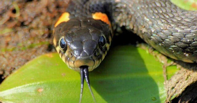 Разработано универсальное средство против укусов ядовитых змей