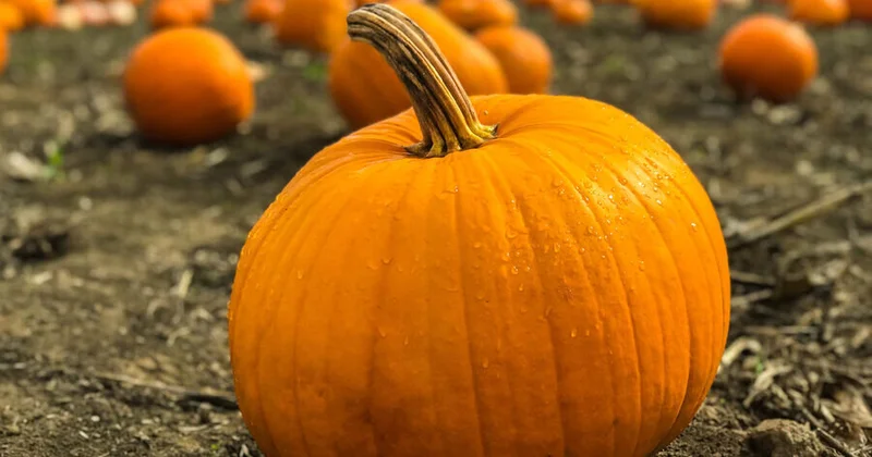 Bu tərəvəzlər torpaqdan təhlükəli toksinlər toplayır