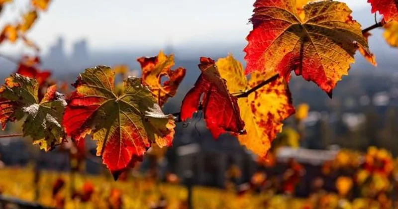 Şənbə günü hava yağmursuz olacaq