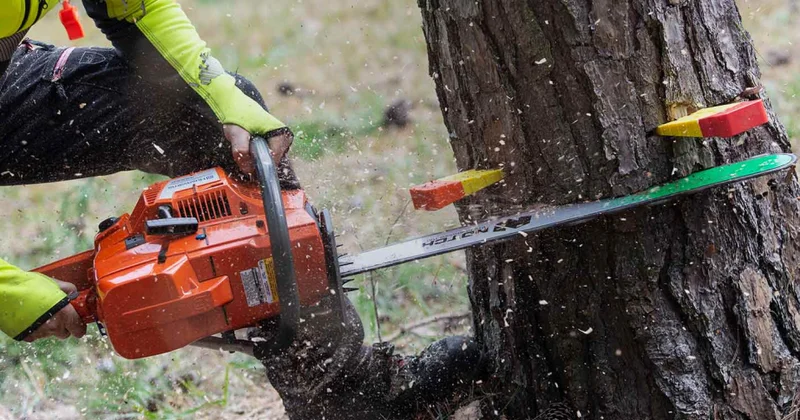 Bakı, Quba, Xaçmaz və Samuxda ağacların qanunsuz kəsilməsi faktları aşkarlanıb