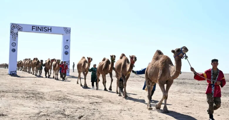 Dəvə karvanına görə sertifikat təqdim olunub