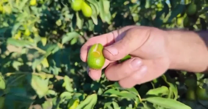 Lənkəranda qeyri sabit hava şəraiti sitrus meyvə bağlarına ciddi ziyan vurub