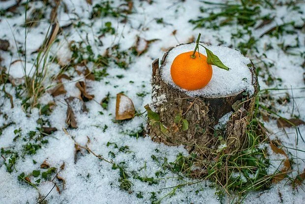 Xeyirli bildiyimiz meyvənin ziyanı: Sən demə naringi...