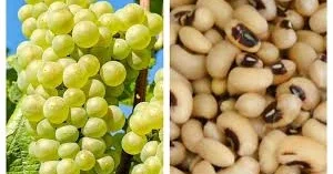 Yeni ildə bolluq üçün maş, şans üçün üzüm tövsiyə olunur