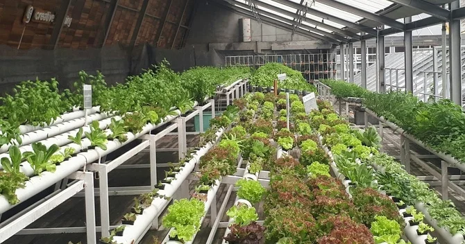 İflic olmuş çinli bir barmağı ilə ağıllı ferma düzəltdi