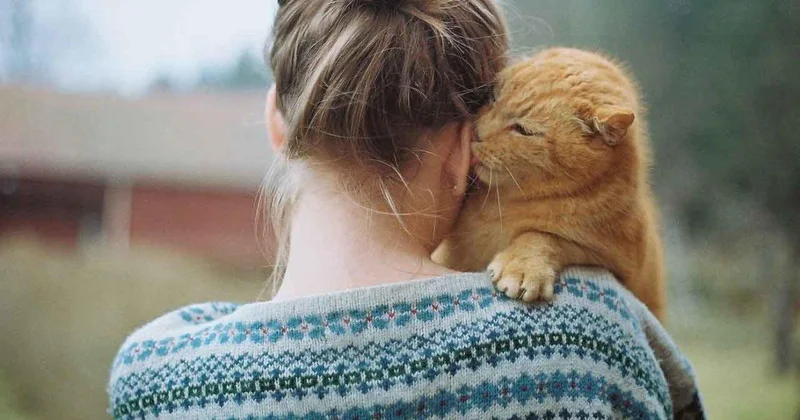 Турция вводит штрафы за брошенных питомцев