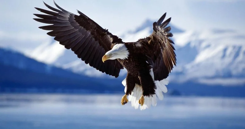 Орел в полете украл дрон и сделал "селфи" ВИДЕО