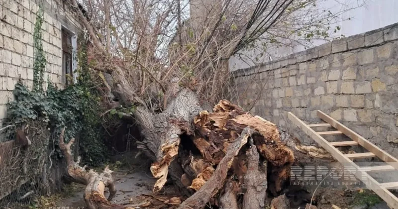 В Баку сильный ветер вызвал серьезные последствия ФОТО