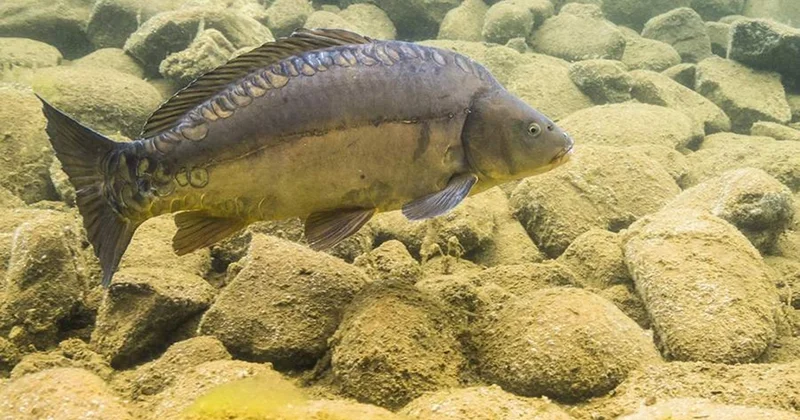 Çinli alimlər sümüksüz sazan növü yetişdiriblər