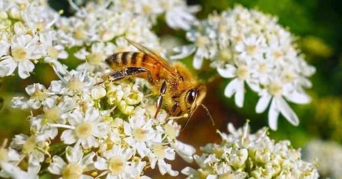 Amazon arıları dünyada qanuni hüquqları olan ilk həşərat oldular