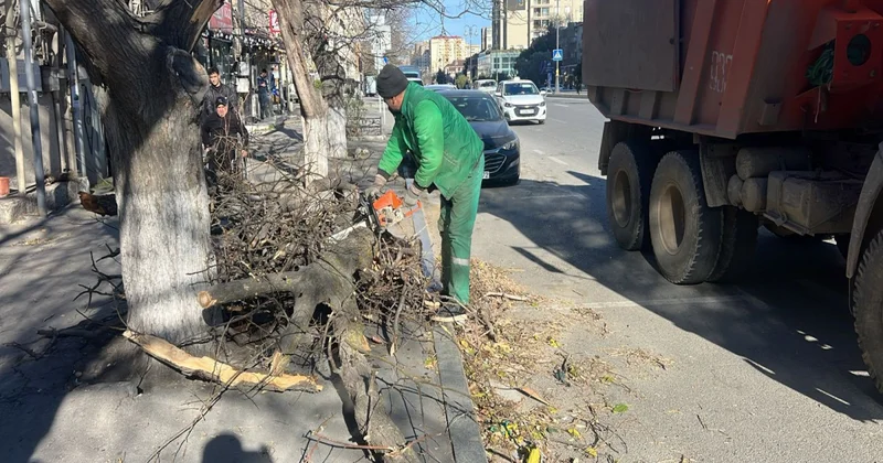 Güclü küləklə əlaqədar Bakda 8 ağac sınıb FOTO