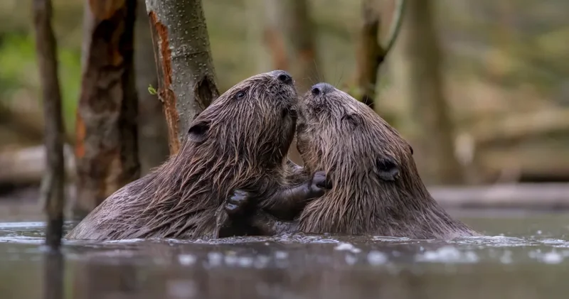 Bütün ömrünü yalnız bir tərəfdaşla yaşayan 6 heyvan açıqlandı