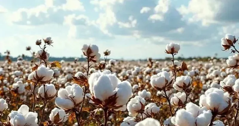 Azərpambıq ın xaricə satışdan gəlirləri 15,9 milyon dollar azalıb