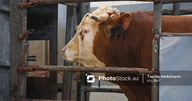 Импорт вакцин для ветеринарии в Азербайджане значительно вырос в 2025 году