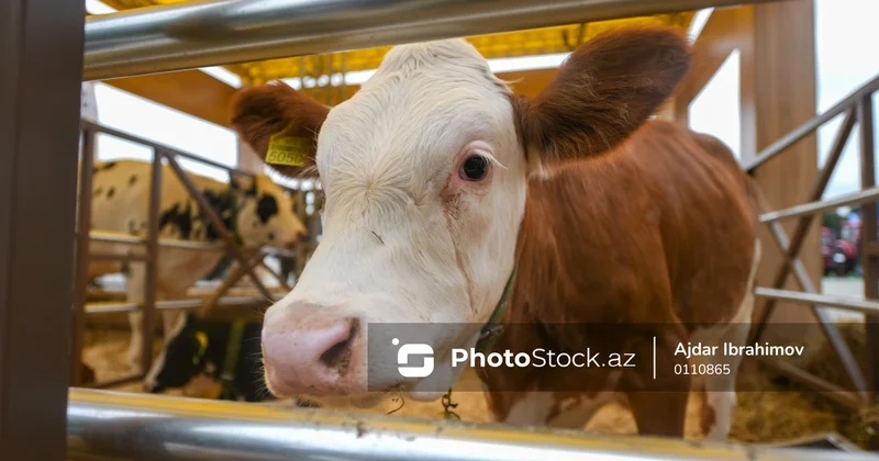 Azərbaycana gətirilən baytarlıq vaksininin həcmi kəskin artıb: Əsas idxalçı ölkə Türkiyədir