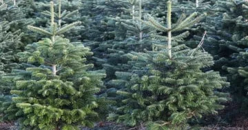 Yolka ağacları artıq dronlar və süni intellekt vasitəsilə yetişdirilir...