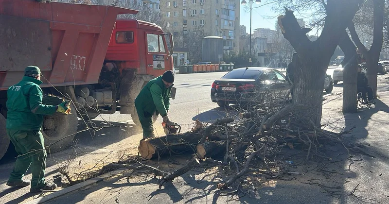 Külək 8 ağacı sındırdı Yenilənib+Fotolar