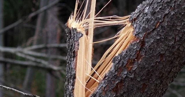 Последствия сильного ветра в Баку: упавшее дерево оставило дома без электричества