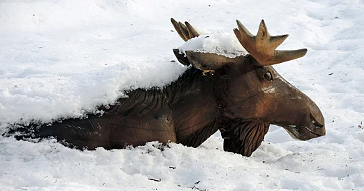 Kəpənəklərin sığın gözlərindən yaş sorduğu müşahidə edilib...
