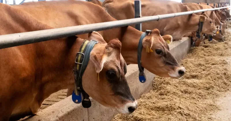 Казахстан продлил ограничения на экспорт говядины