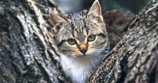 Özünüqoruma instinkti, pusqu, status... Pişiklərin hündür yerlərə çıxmasının səbəbləri nələrdir? Video